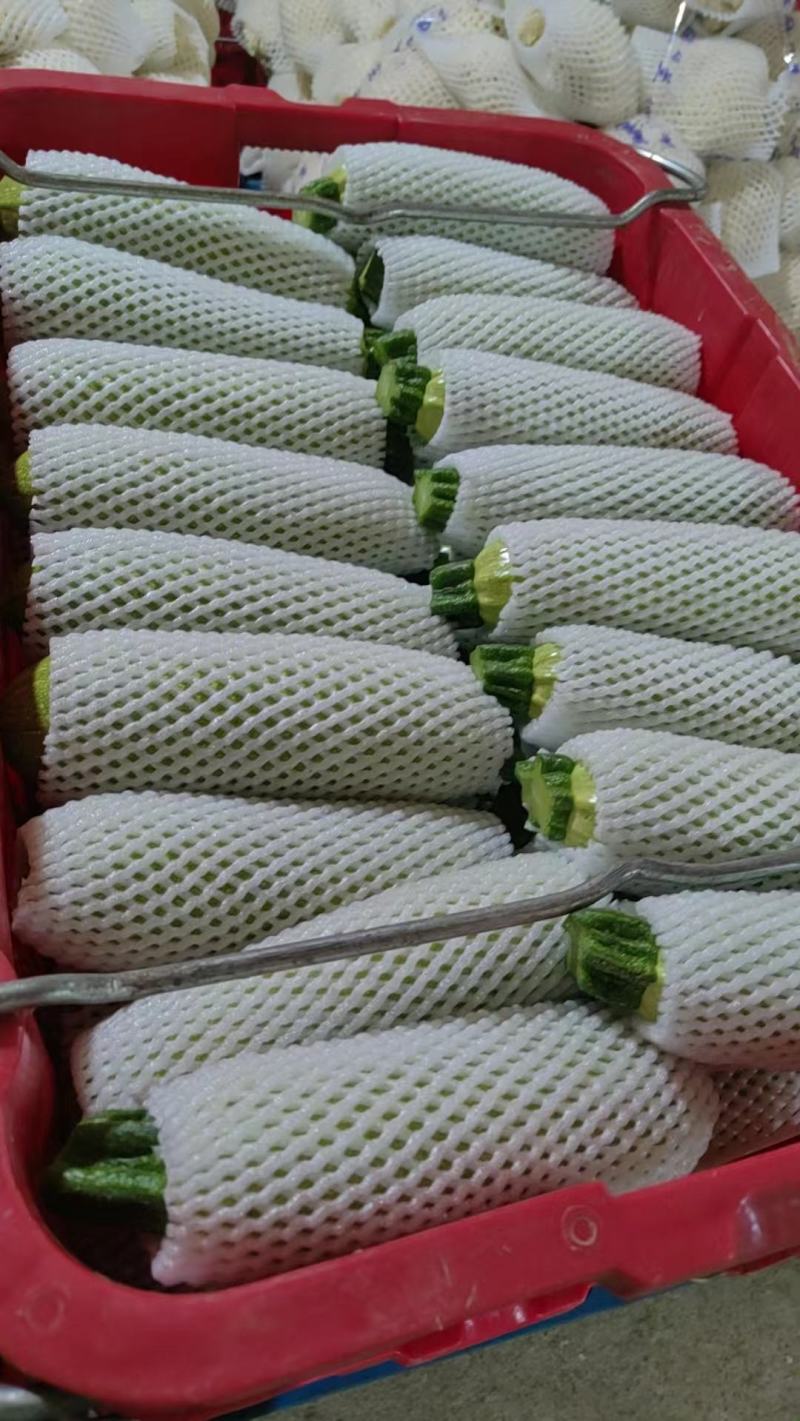 云南高原西葫芦
