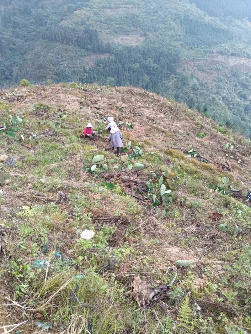 云南高山坡地白心大香芋（人头芋了