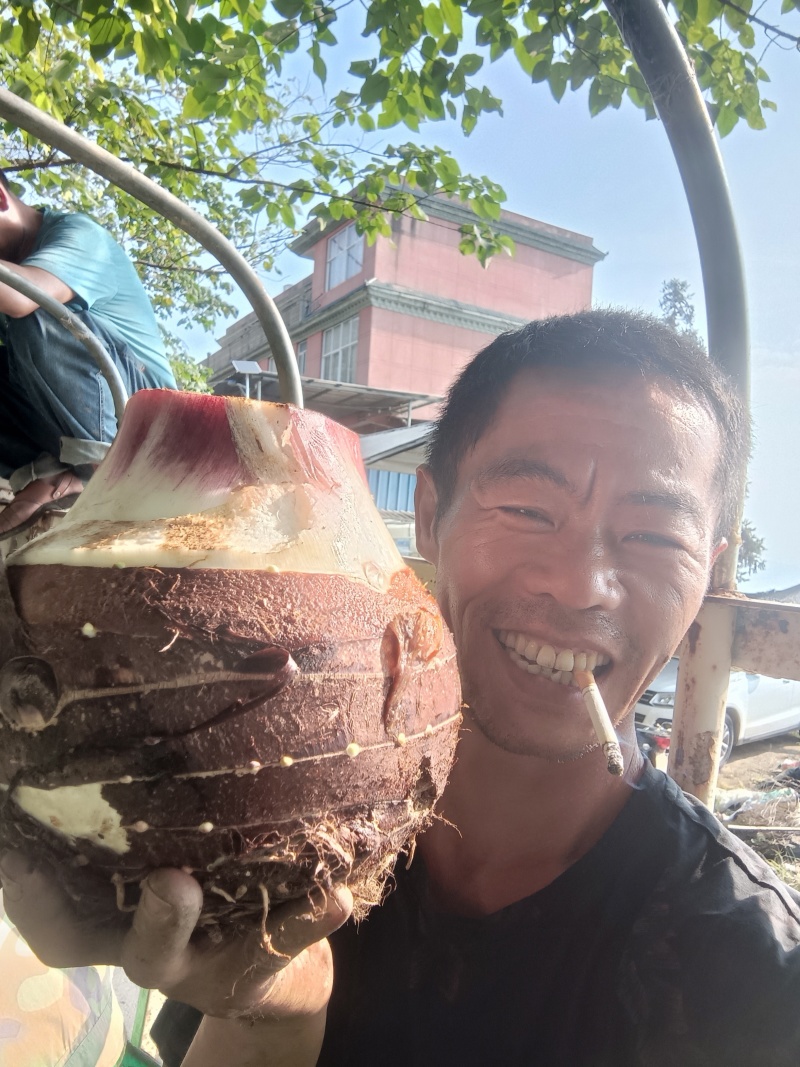 云南高山坡地白心大香芋（人头芋了