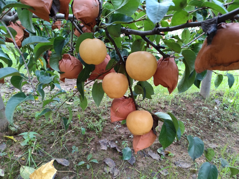 正宗秋月梨热卖中