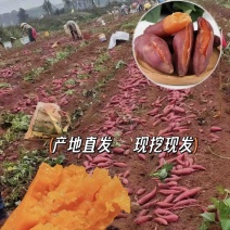 精品西瓜红红薯大量有货现摘现发质量保证欢迎咨询！