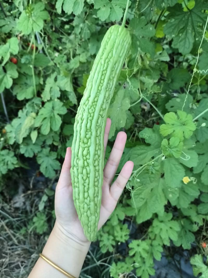 滑县精品苦瓜种植基地直发，现摘现发，当季蔬菜