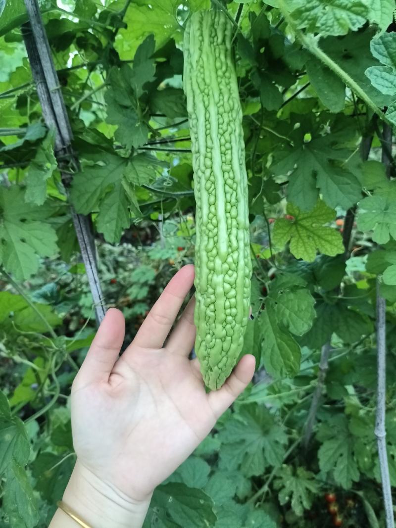 滑县精品苦瓜种植基地直发，现摘现发，当季蔬菜
