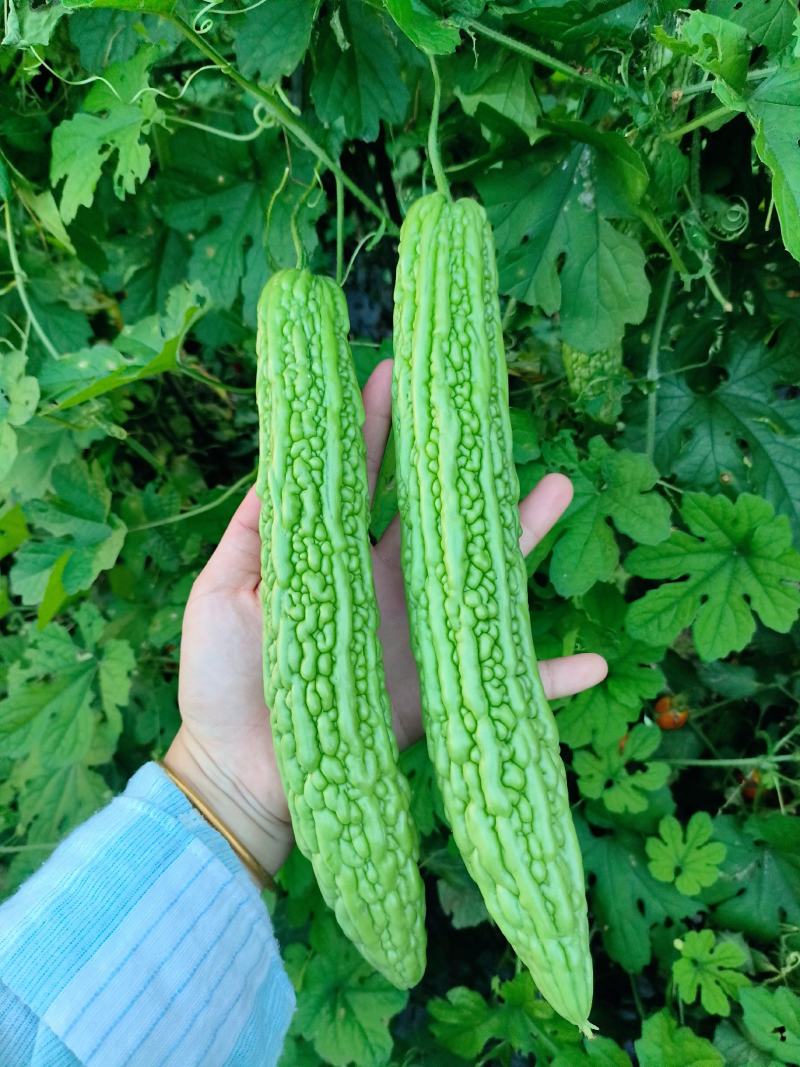 滑县精品苦瓜种植基地直发，现摘现发，当季蔬菜