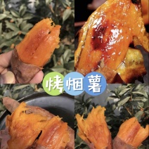 精品烟薯烤红薯专用品质保证量大从优！