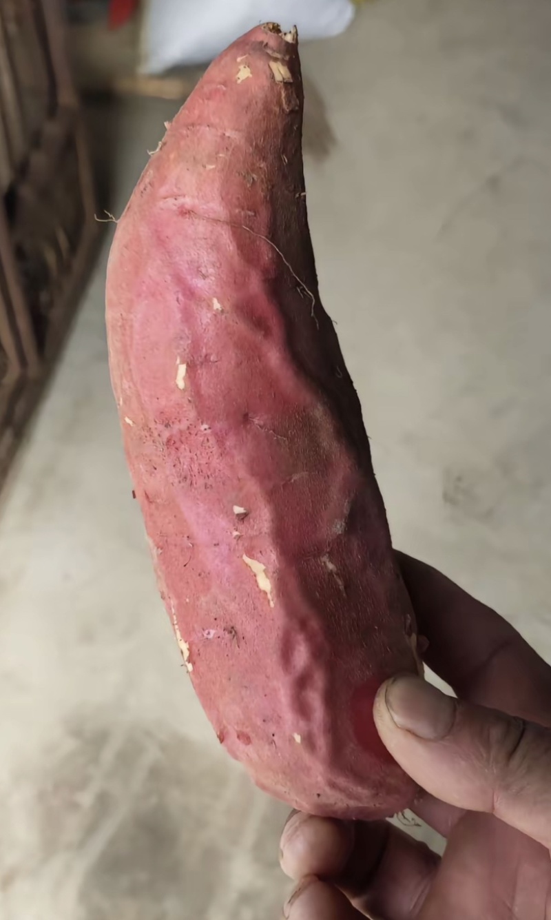 精品烟薯烤红薯专用品质保证量大从优！