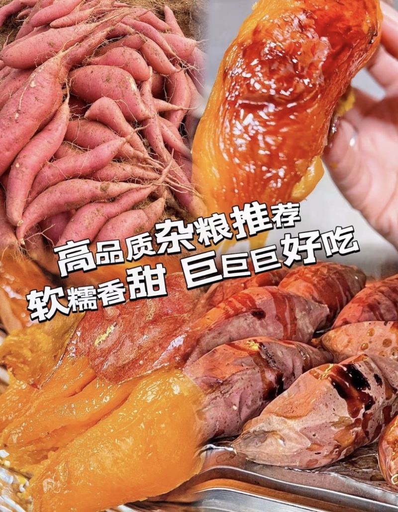 精品烟薯烤红薯专用品质保证量大从优！