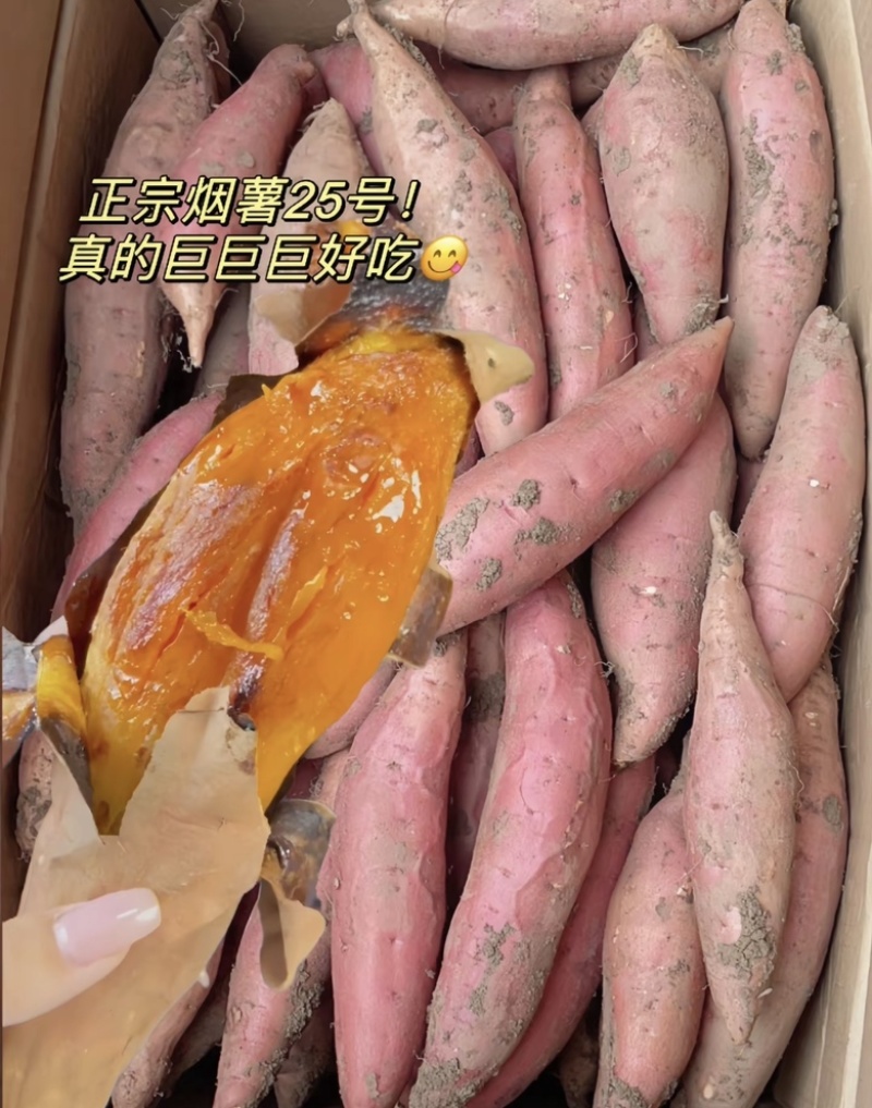 精品烟薯烤红薯专用品质保证量大从优！