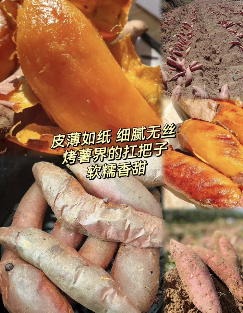 精品烟薯烤红薯专用品质保证量大从优！