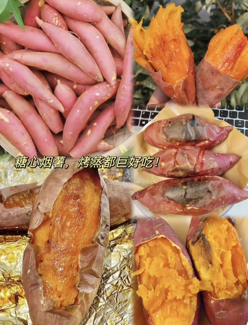 精品烟薯烤红薯专用品质保证量大从优！