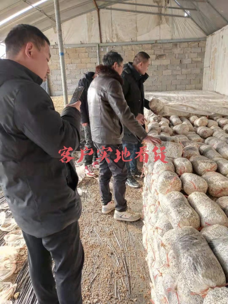 菌棒优质平菇姬菇高产抗病平菇熟料菌棒全国发货