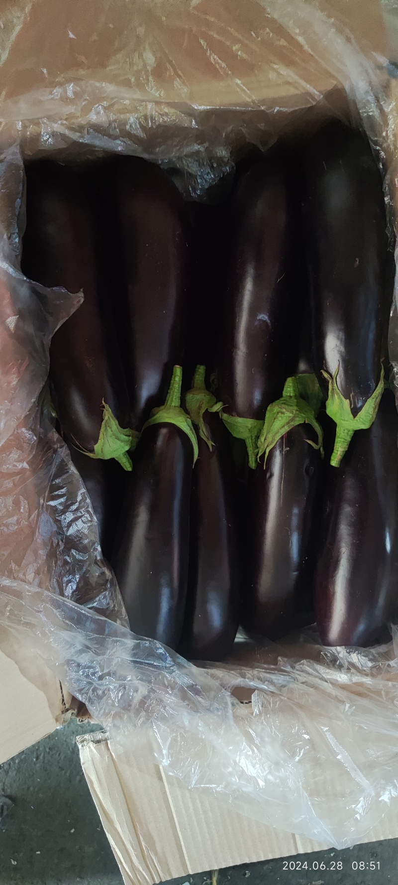 精品765烧烤茄大量有货