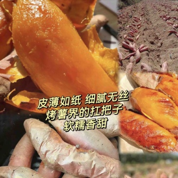 推荐烟薯红薯产地直发量大从优供应全国质量保证欢迎咨询