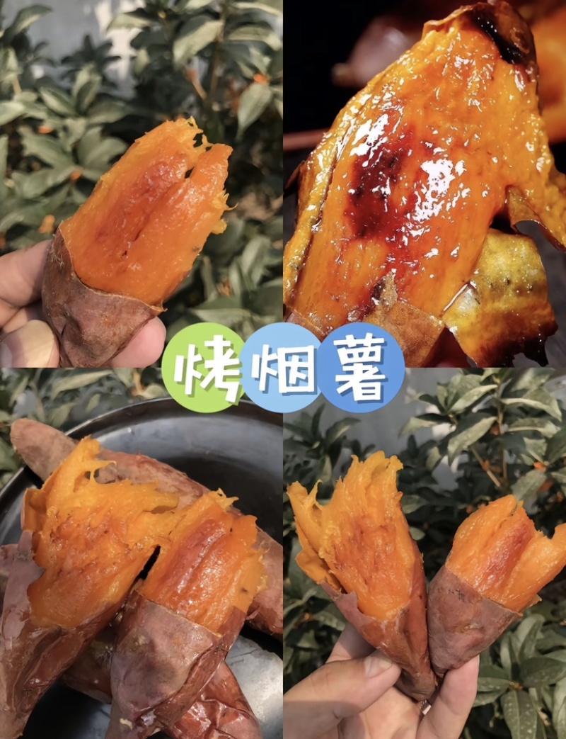 推荐烟薯红薯产地直发量大从优供应全国质量保证欢迎咨询
