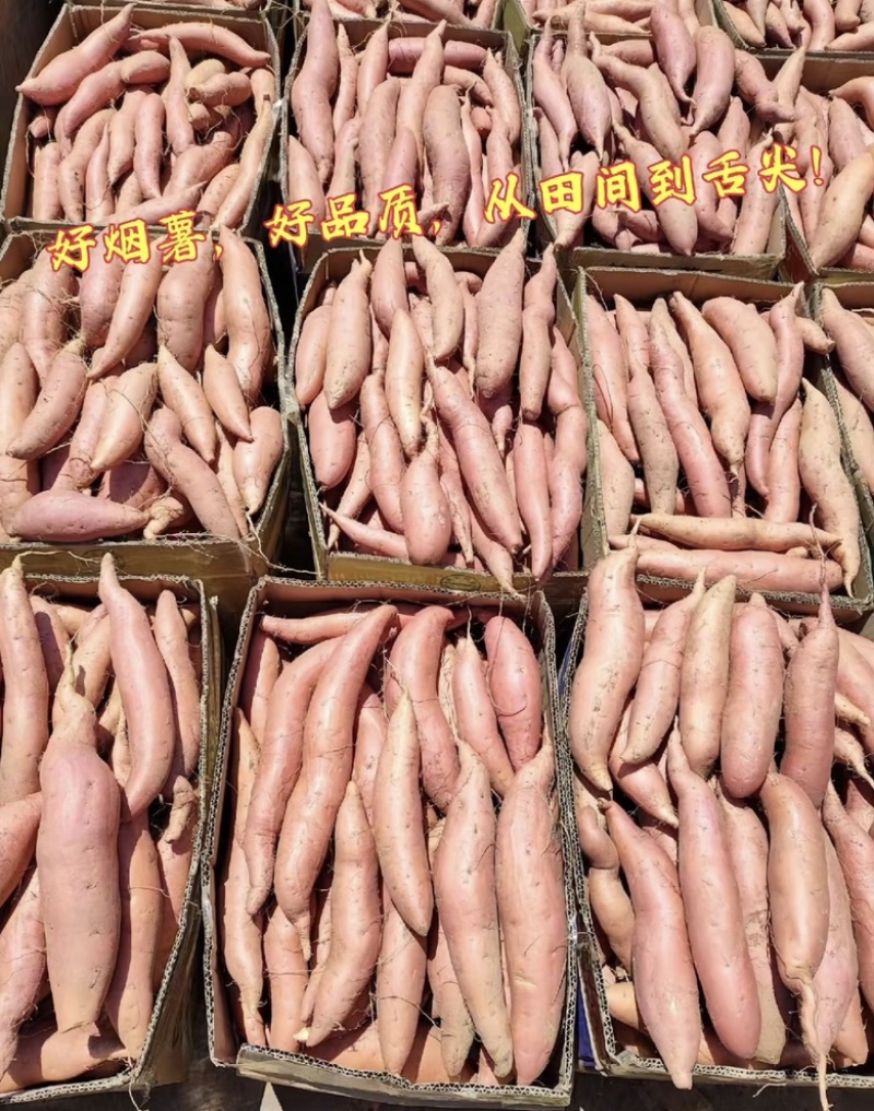 推荐烟薯红薯产地直发量大从优供应全国质量保证欢迎咨询
