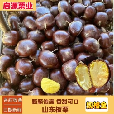 山东高山老树精品板栗,油栗,粒粒饱满,香甜糯黄
