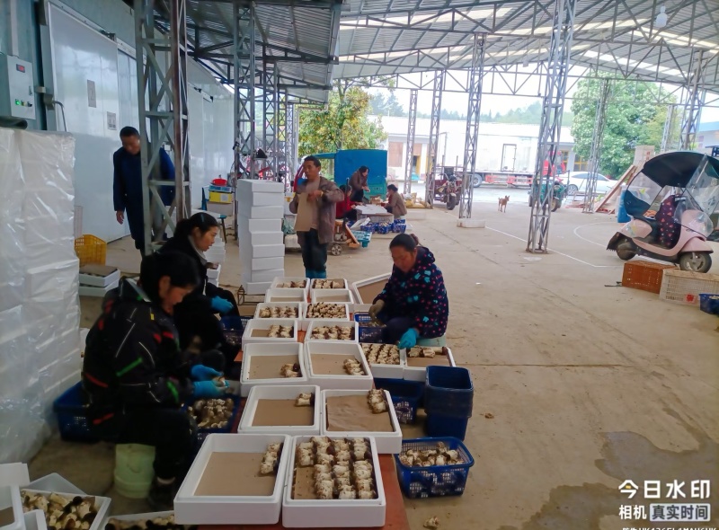 新鲜大球盖菇，恩施高山种植