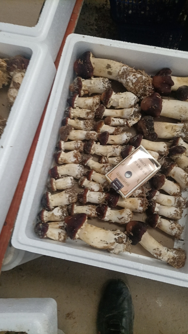 新鲜大球盖菇，恩施高山种植