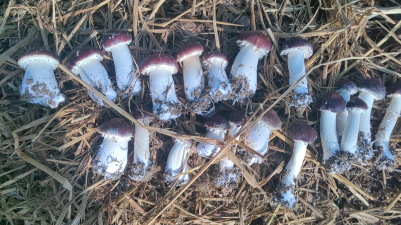 新鲜大球盖菇，恩施高山种植
