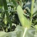 泰阳花水果玉米以上市，不秃顶。不缺粒无虫头，个头大皮色绿