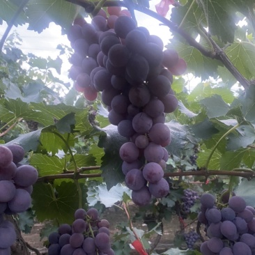 清徐巨峰葡萄上市了
