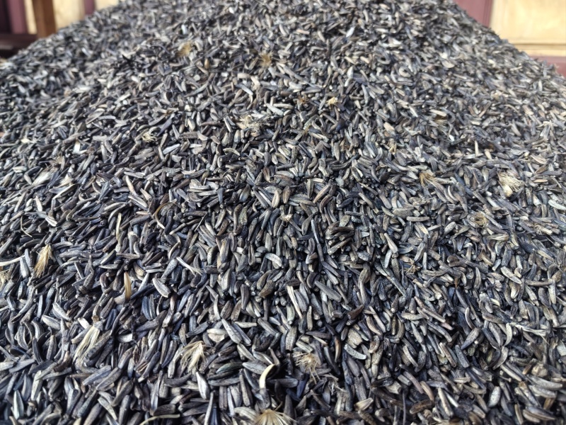 木香种子
