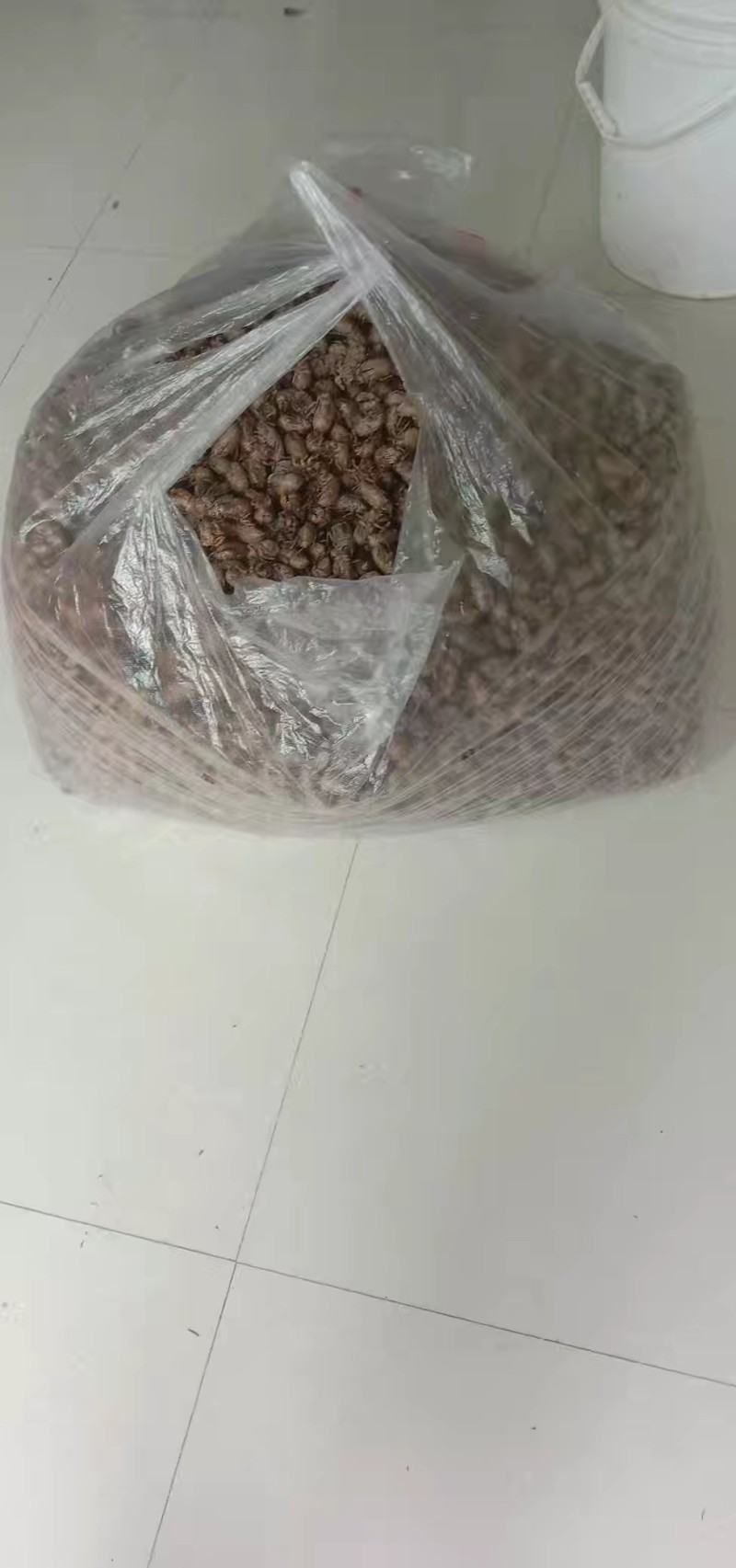 中药材，