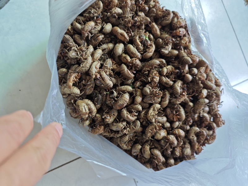 中药材，