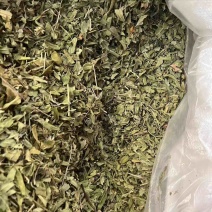 罗布麻叶小叶大叶两种都有