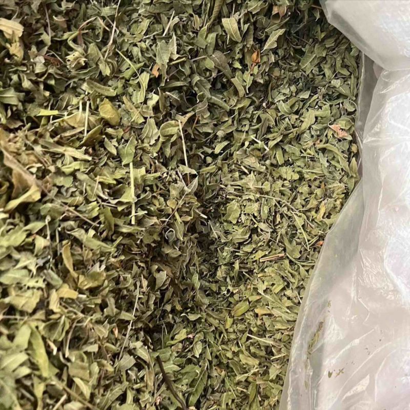 罗布麻叶小叶大叶两种都有
