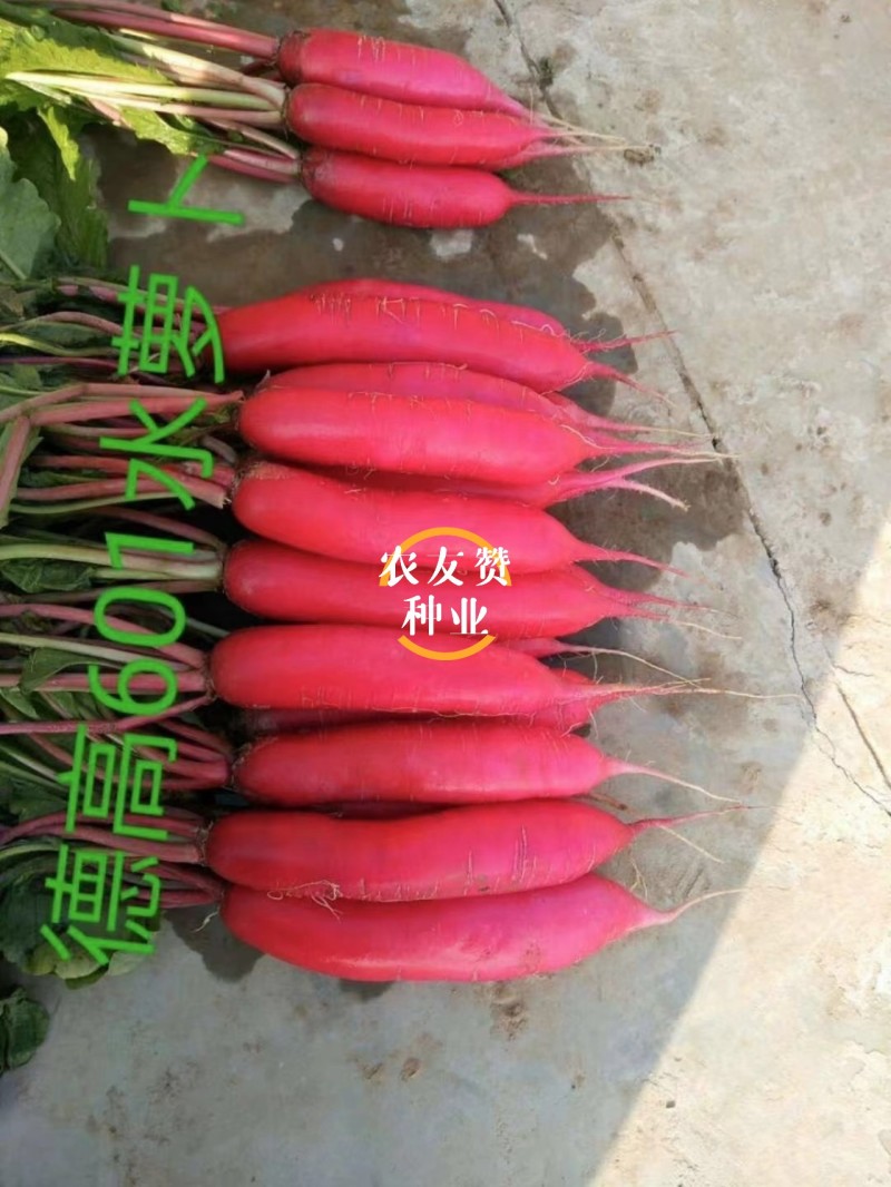 德高萝卜种籽601水萝卜种子不辣微甜红萝卜种子无辣味春秋