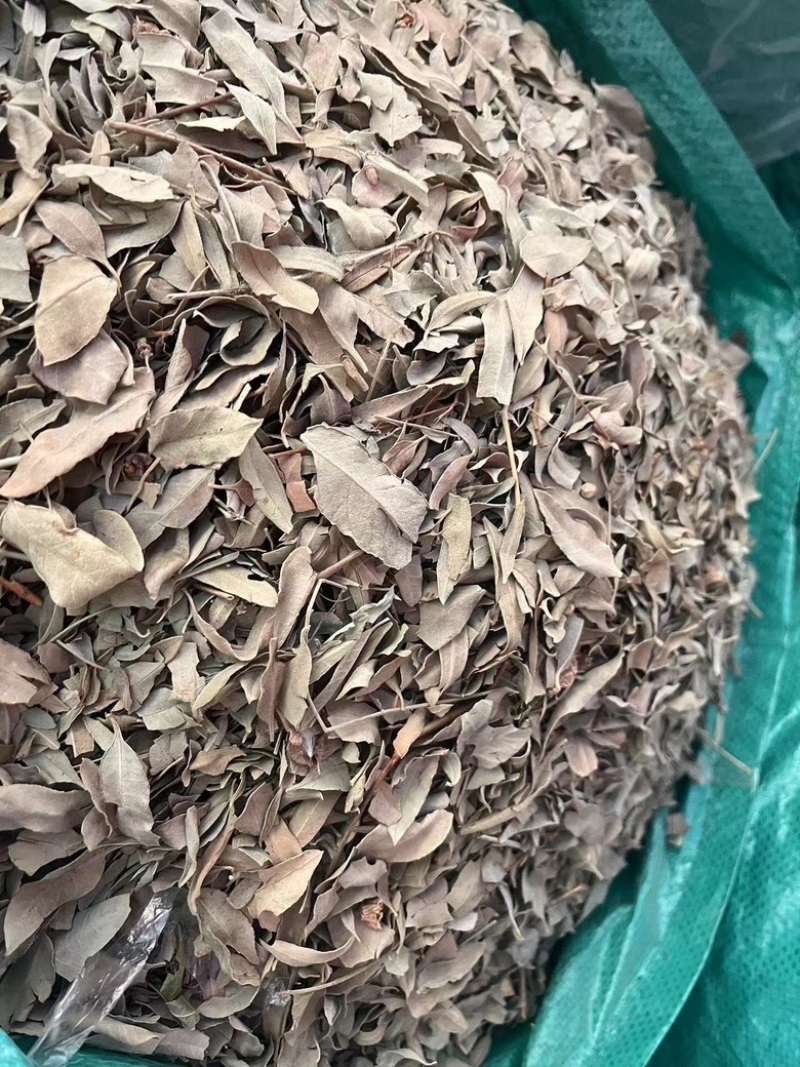 罗布麻叶小叶大叶两种都有