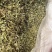 罗布麻叶小叶大叶两种都有
