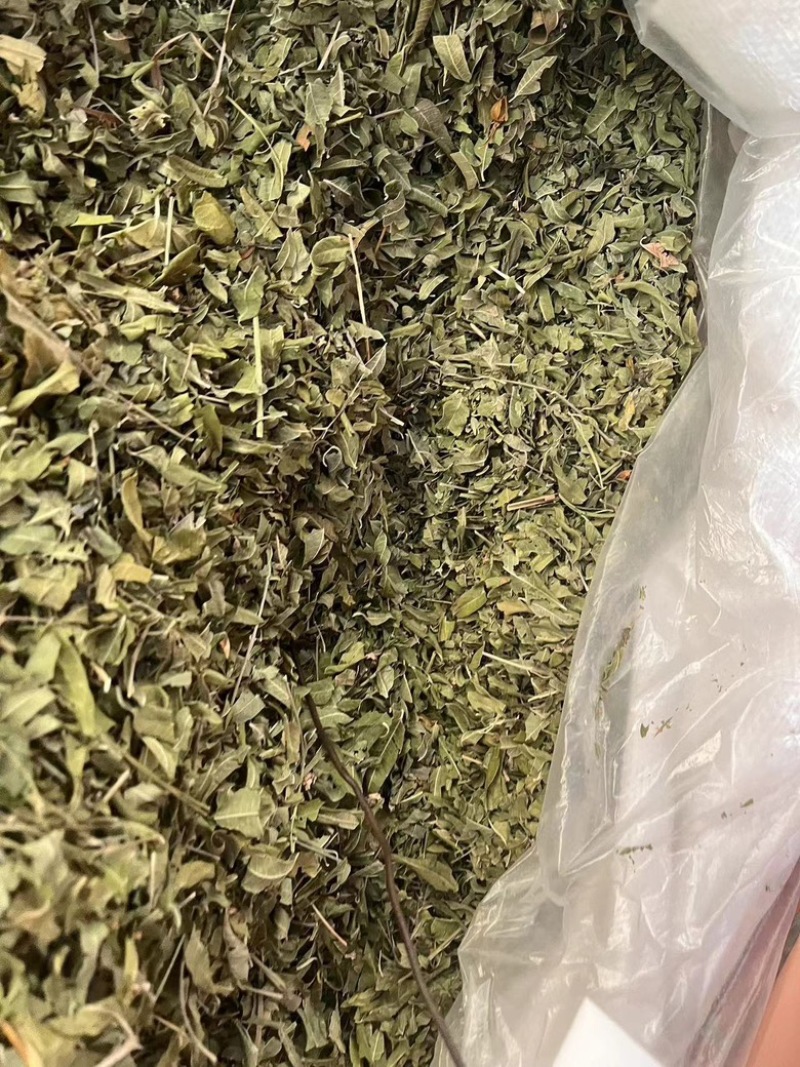 罗布麻叶小叶大叶两种都有