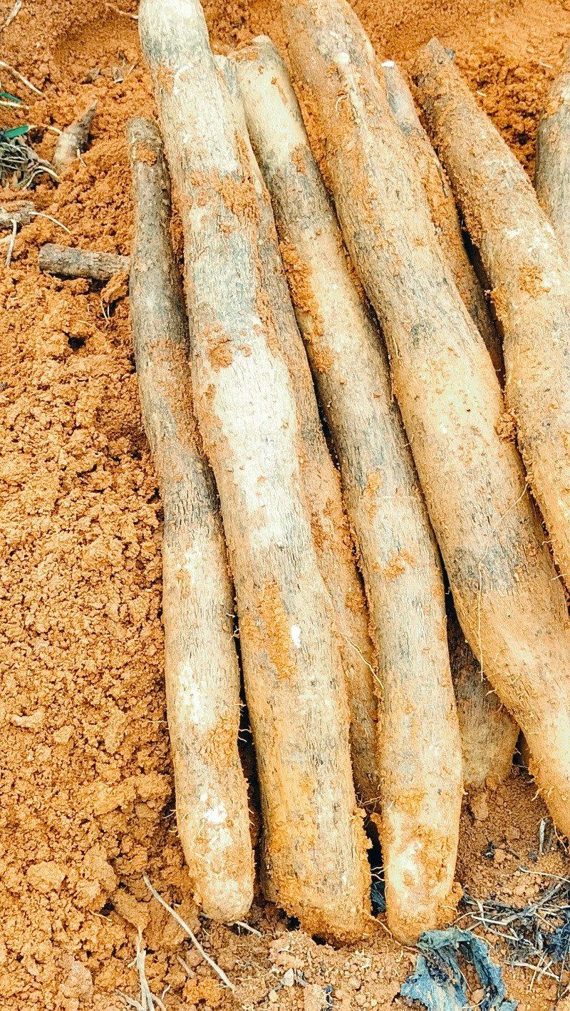 正宗广西山药，现挖现发，新鲜应季山药，量大从优，包质量