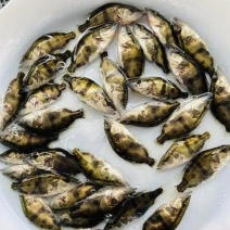 精品桂花鱼苗又名鳜鱼鱼场直销支持送货上门货到付款！