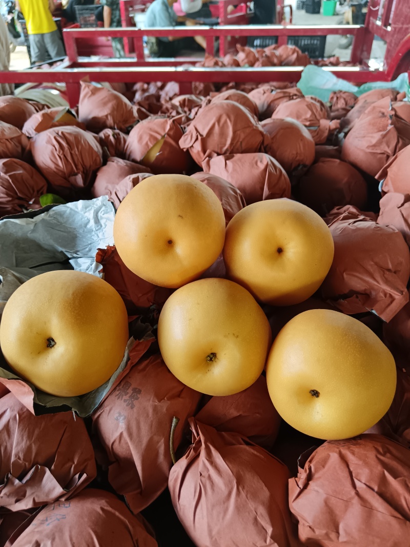 金秋梨