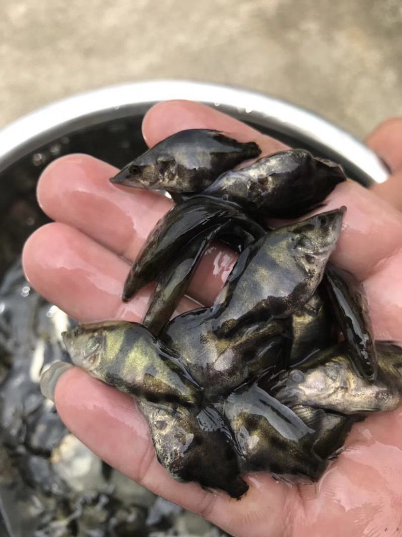 精品桂花鱼苗又名鳜鱼鱼场直销支持送货上门货到付款！