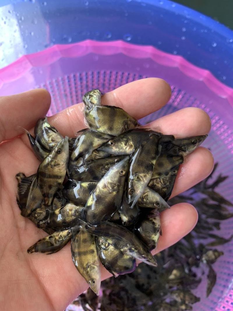 精品桂花鱼苗又名鳜鱼鱼场直销支持送货上门货到付款！