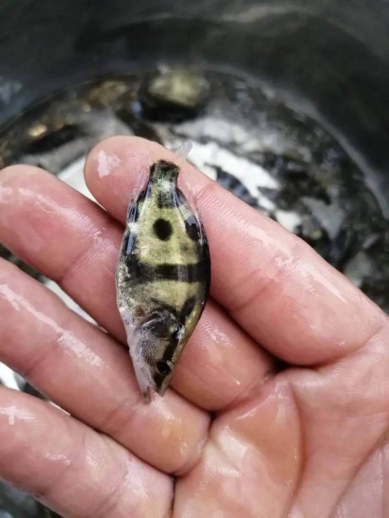 精品桂花鱼苗又名鳜鱼鱼场直销支持送货上门货到付款！
