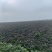 沙地西瓜红红薯，地瓜，红心红薯大量上市有意联系