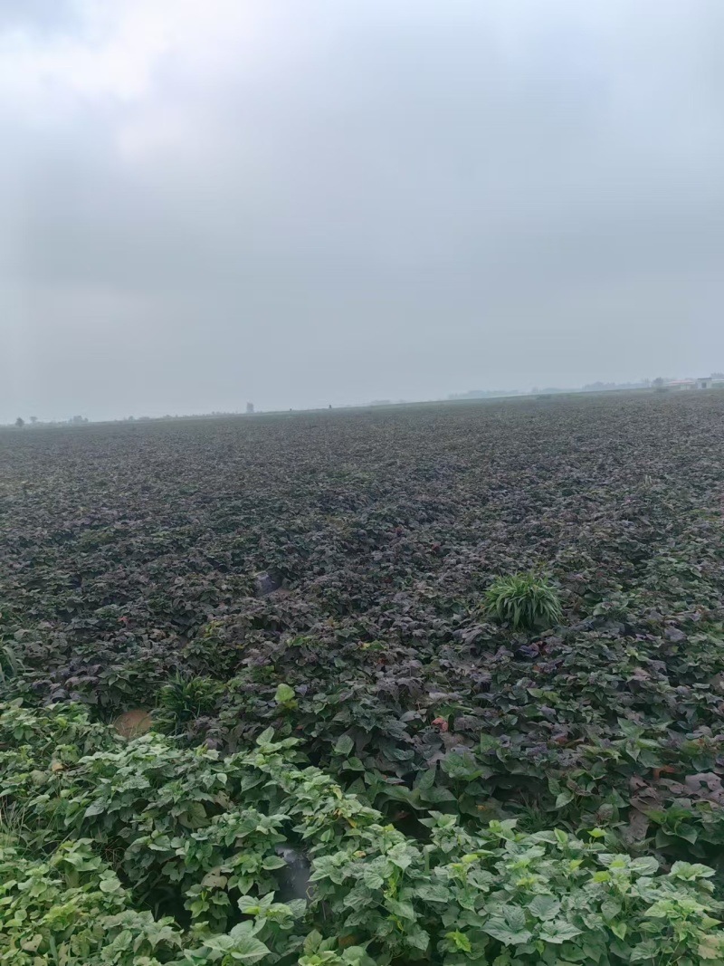 沙地西瓜红红薯，地瓜，红心红薯大量上市有意联系
