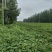沙地西瓜红红薯，地瓜，红心红薯大量上市有意联系