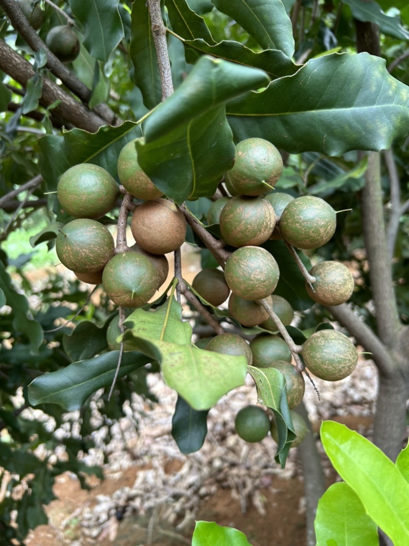 广西坚果🌰大量上市了
