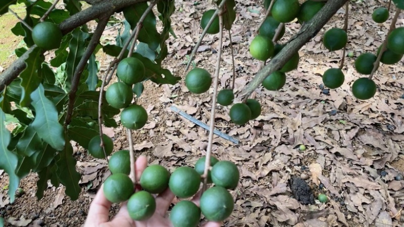 广西坚果🌰大量上市了