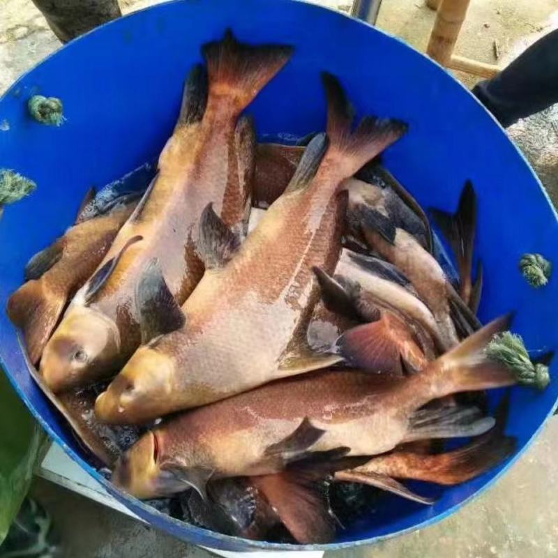 胭脂鱼苗中华胭脂美人鱼又名富贵鱼基地孵化送货上门