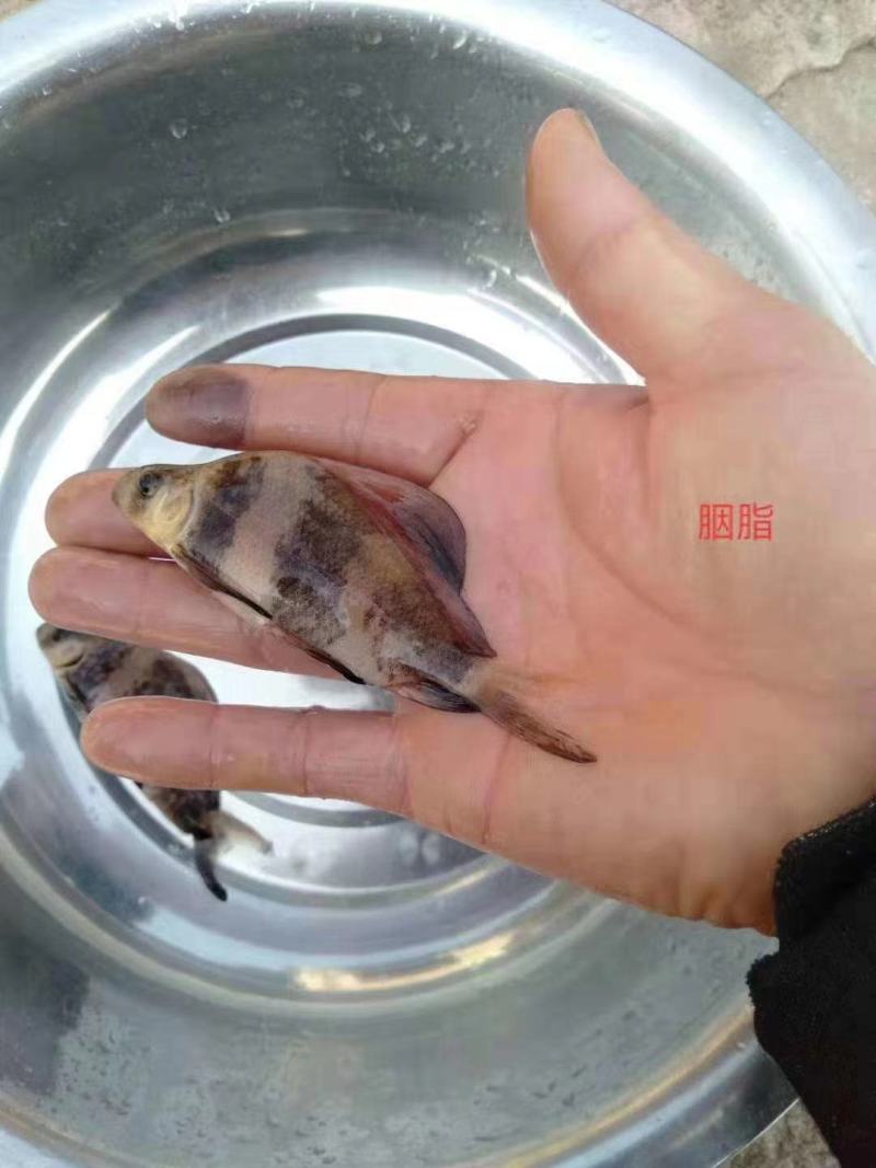 胭脂鱼苗中华胭脂美人鱼又名富贵鱼基地孵化送货上门