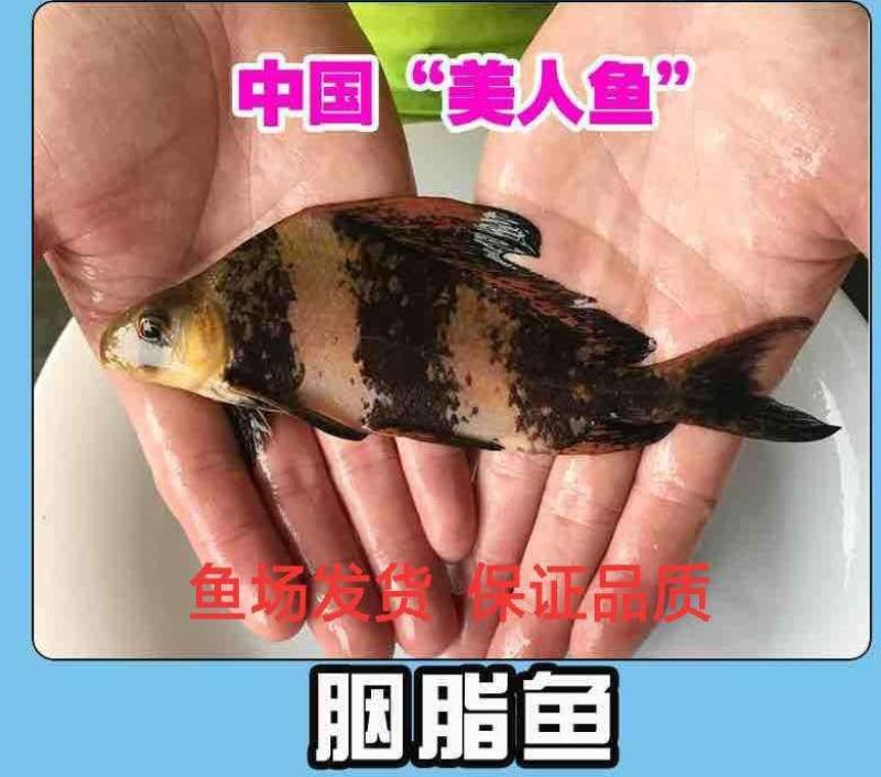 胭脂鱼苗中华胭脂美人鱼又名富贵鱼基地孵化送货上门