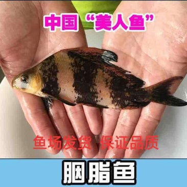 胭脂鱼苗中华胭脂美人鱼又名富贵鱼基地孵化送货上门