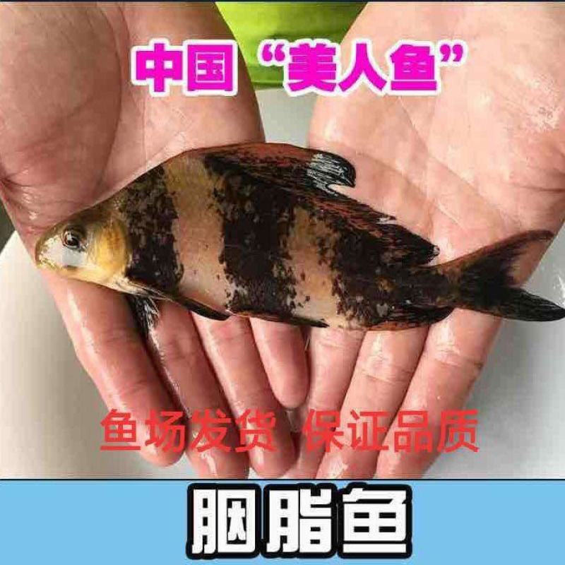 胭脂鱼苗中华胭脂美人鱼又名富贵鱼基地孵化送货上门